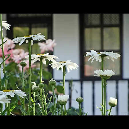 Guest house Rhapsody