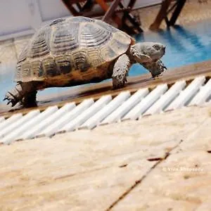 Rhapsody Кайакёй