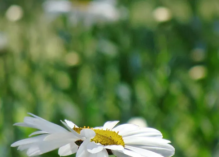 Rhapsody